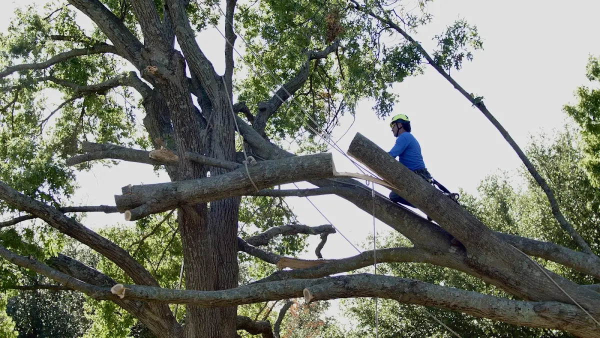 Professional Hazardous Tree Removal performed by certified arborists in Elwood